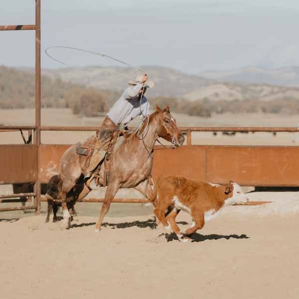 A cowboy riding horseback with his lasso in the air. A cow runs ahead of him.