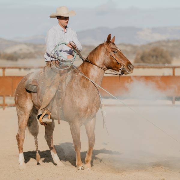 A cowboy horseback riding has just thrown his lasso.