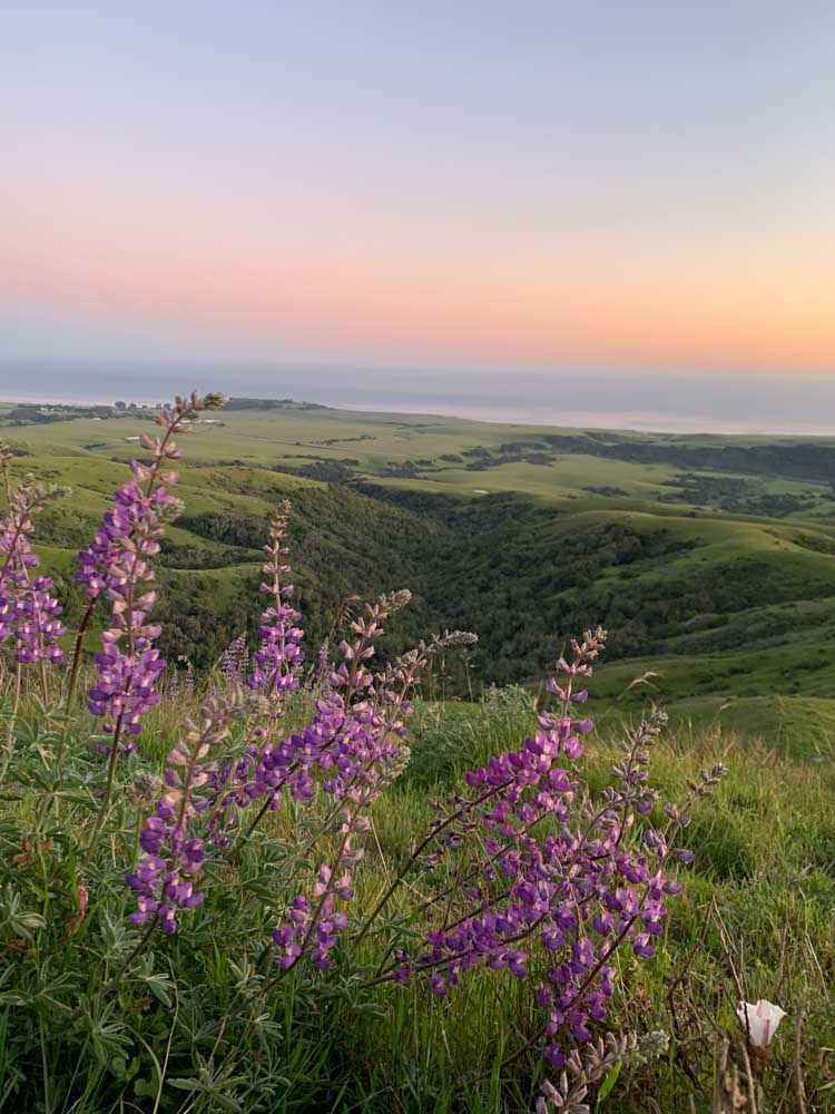 Purple wildflowers, with green hills and the ocean at sunset.