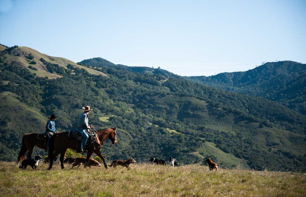 Two cowboys riding horseback in the hills of Hearst Ranch, with many herding dogs running around.