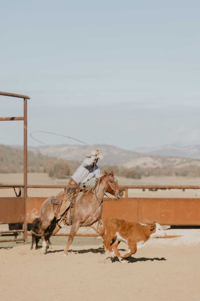 A cowboy riding horseback with his lasso in the air. A cow runs ahead of him.