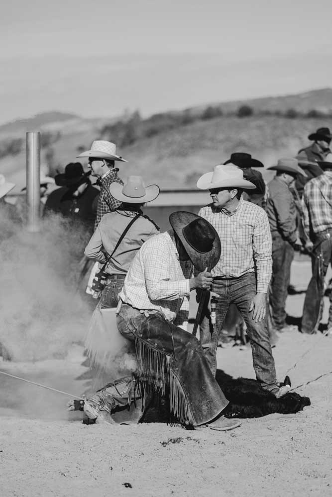 Black and white photo of Hearst Ranch cowboys branding cattle.